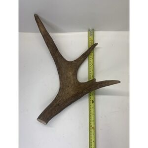 Naturally Shed Wild Moose Antler Horn Knife Carving Dog Chew Taxidermy Craft DIY